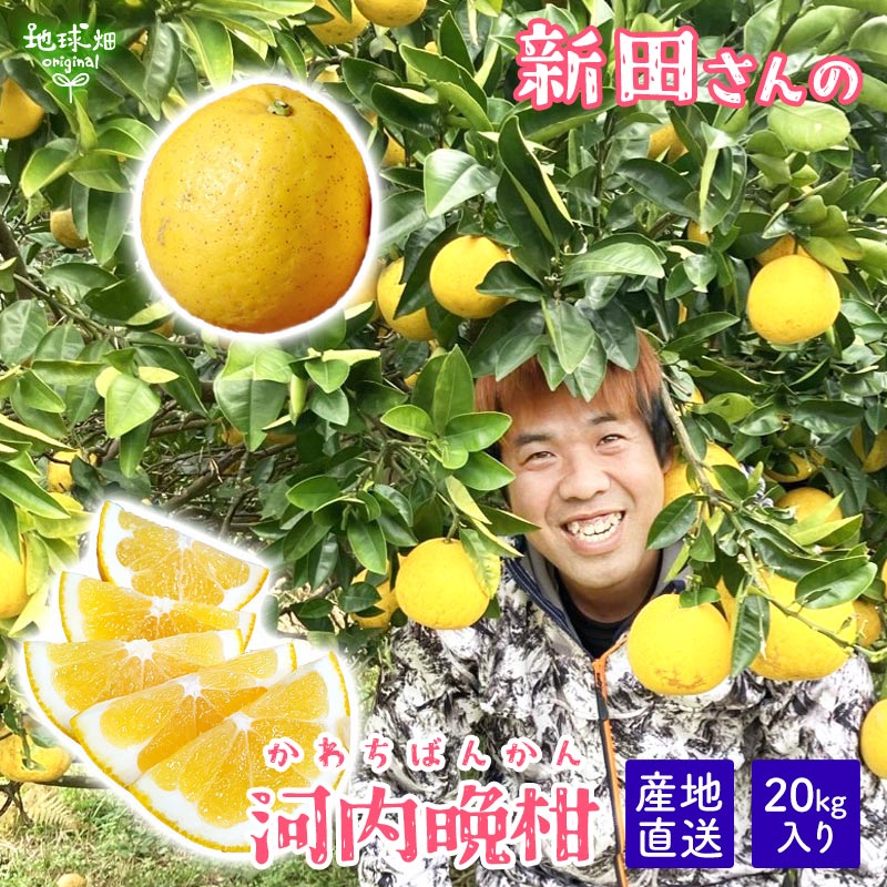 楽天市場】河内晩柑 7kg 特別栽培 化学肥料・除草剤不使用 熊本