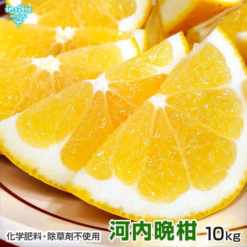 完璧すぎるが故三度も 楽天市場】河内晩柑 7kg 熊本 化学肥料・除草剤不使用 特別栽培 果物