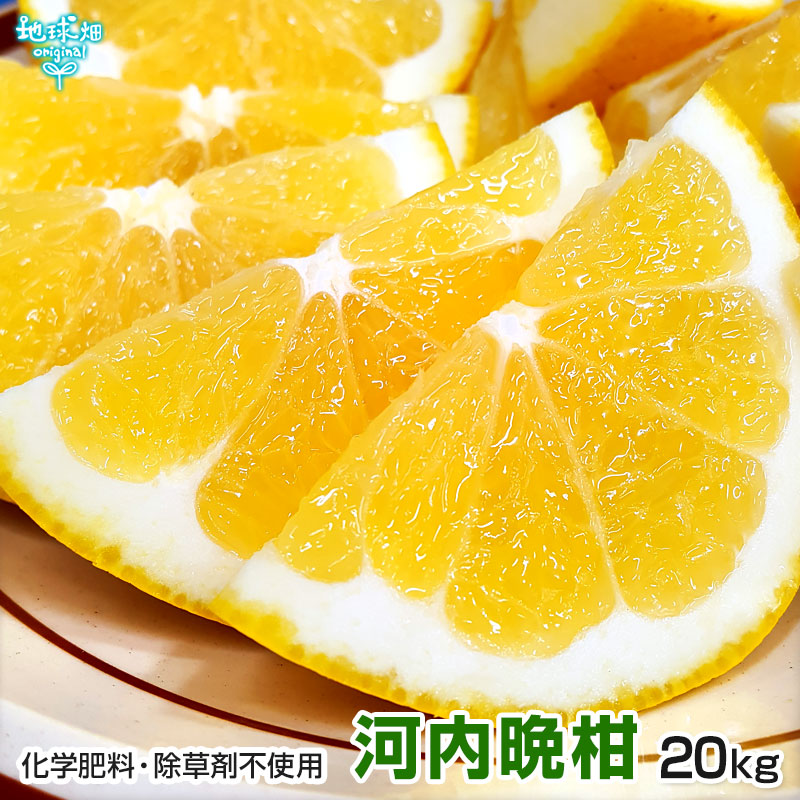 パール柑 10kg 箱込 (内容量9kg+不良果補償分500g) 文旦 みかん