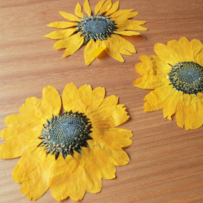 押し花 ひまわり12枚 花材 向日葵 内祝い アクセサリー レジンアート ハーバリウム ドライフラワー