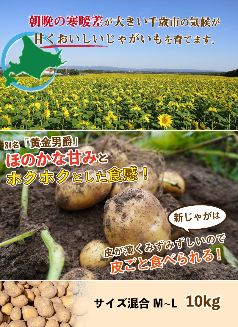 楽天市場 北海道産 きたあかり 新じゃが ｍ ｌサイズ混合 10kg じゃがいも ジャガイモ キタアカリ 北あかり 送料無料 訳あり チトセスポーツ楽天市場店
