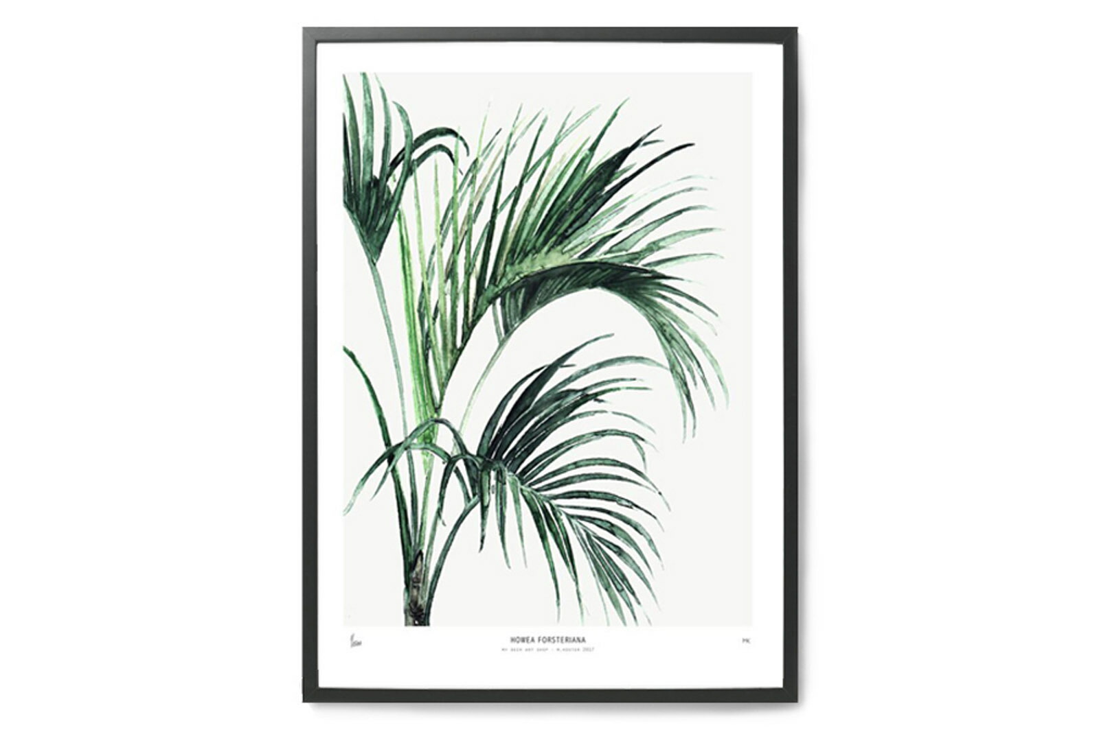 My Deer Art Shop アートポスター 50×70cm HOWEA FORSTERIANA (Limited edition of 250) 北欧雑貨 アートプリント インテリア 観葉植物 オランダ おしゃれ オシャレ 人気 おすすめ