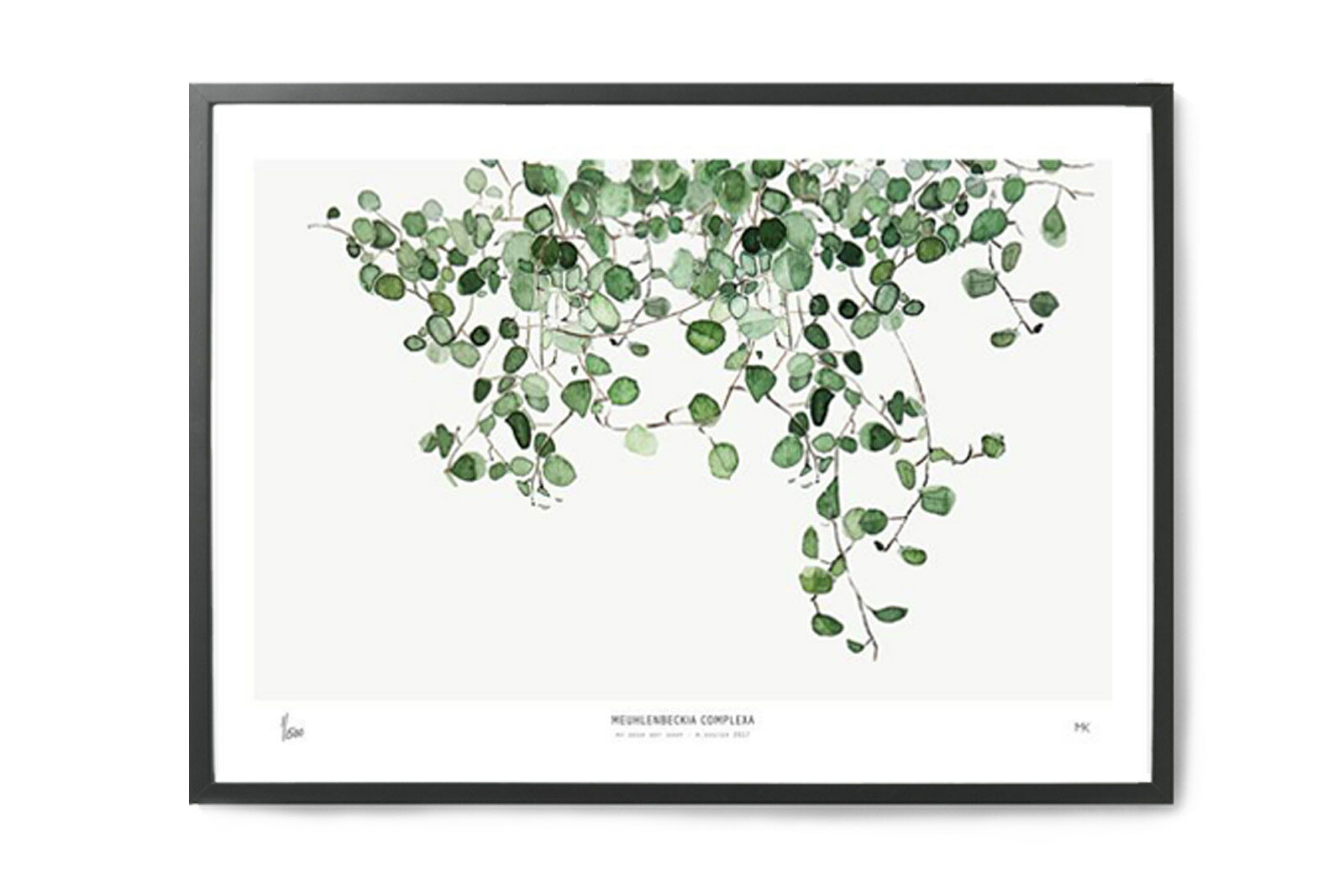My Deer Art Shop 工芸貼り出し 50×70珊 Muehlenbeckia (Limited edition of 250) 北欧雑貨 工芸刷り上げる 室内装飾 観葉草木 オランダ王国 今めかしい オシャレ 一般受け おすすめ モノクロ