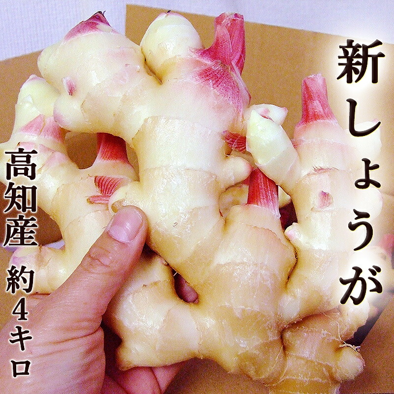 新生姜 約4kg 高知産 送料無料 新しょうが 新ショウガ 生姜 ginger 秀品 国産 酢漬け 佃煮 甘酢しょうが ガリ 日本一の産地からお届け しょうが ショウガ