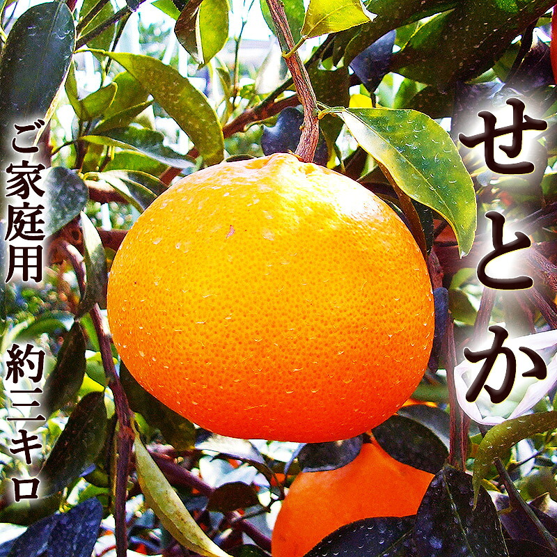 せとか 約3キロ 高知産 ご家庭用 化粧箱入 玉数おまかせ（8～16玉ほど） 瀬戸香 送料無料 高級柑橘　麗紅 清見 アンコール マーコット ギフト プレゼント フルーツ みかん お祝い 内祝い 出産祝い 結婚祝い