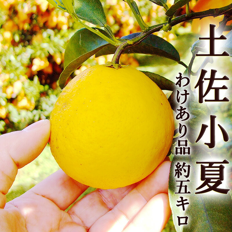 わけあり 土佐小夏 約5キロ 高知産 ご家庭用 Ｌ～2Ｌサイズ 送料無料 小夏 こなつ ワケアリ 訳あり ニューサマーオレンジ 日向夏 見た目のよくないわけあり品 フルーツ みかん