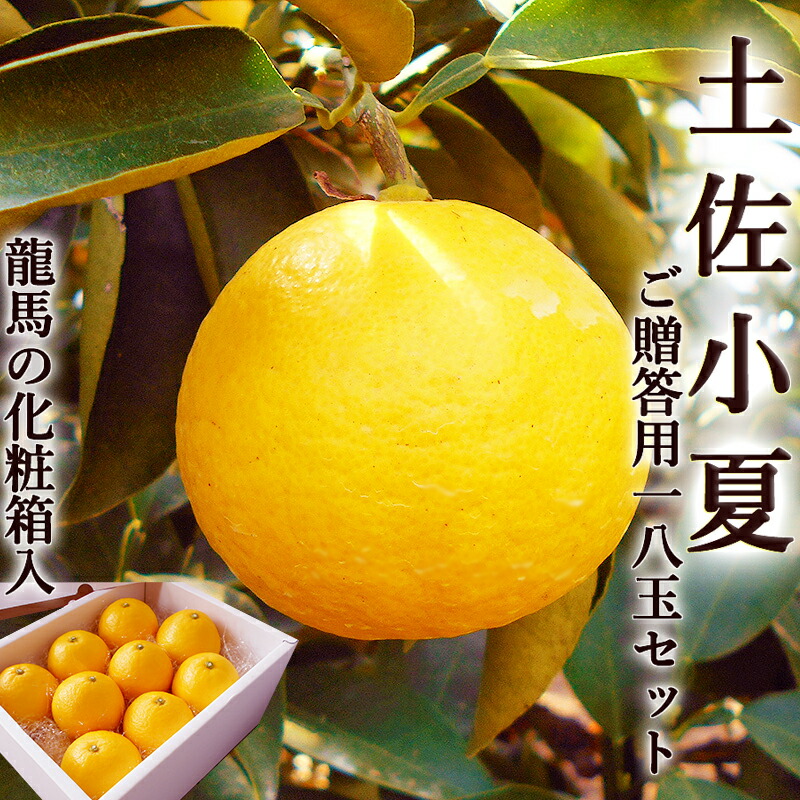 父の日カード 包装付 土佐小夏 ご贈答用18玉セット 送料無料 高知産 ご贈答用 Ｌサイズ 光センサー選果 龍馬の化粧箱入 小夏 こなつ ニューサマーオレンジ 日向夏 糖度 酸度 ギフト プレゼント 母の日 Mother's Day ギフト プレゼント