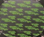 D.X小判桶用シート 笹(500枚/1袋) 尺1寸用【寿司桶シート】【すし桶シート】【寿司皿シート】【寿司入れシート】【すし】【寿し】【鮨】【スシ】【H-24-41】|PRO-SHOP YASUKICHI