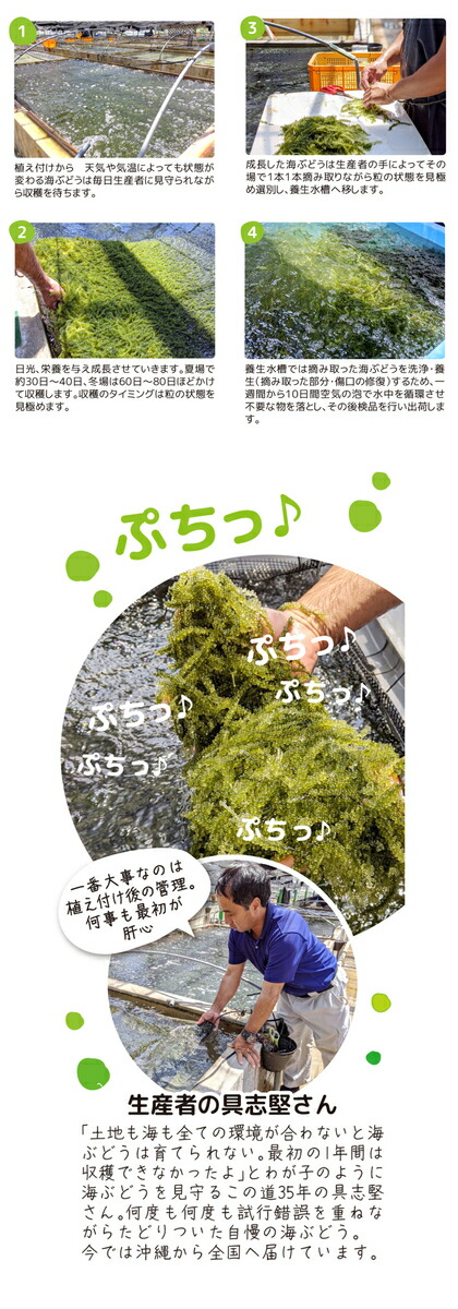 楽天市場】海ぶどう 3個 沖縄県産 お試しセット タレ付き セット 特選 