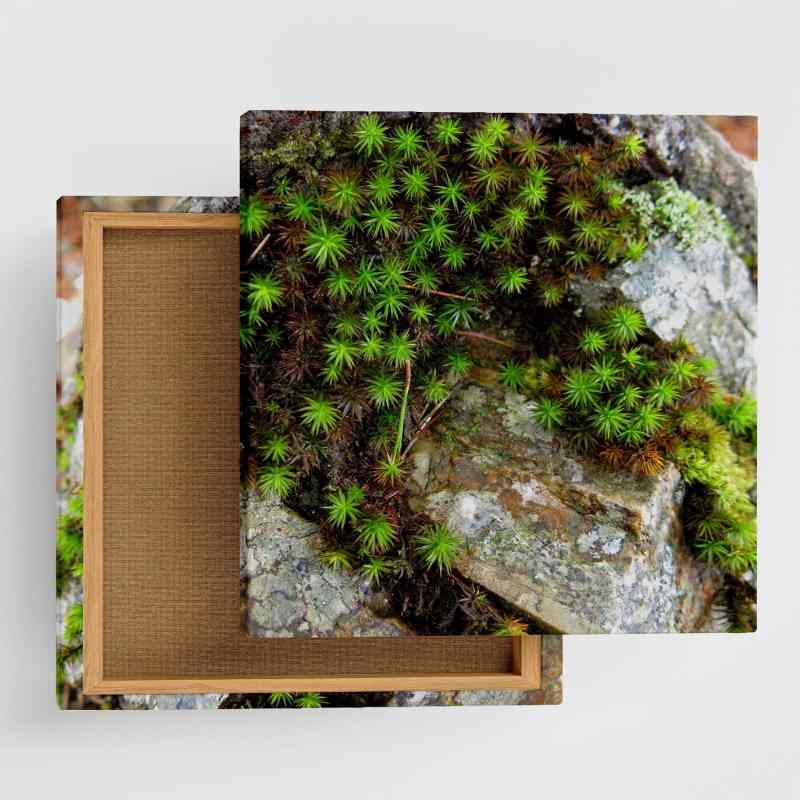 植物 自然 アートパネル 100cm × 100cm XLサイズ 日本製 ポスター おしゃれ インテリア 模様替え リビング 内装 グリーン 草 風景 ファブリックパネル rsb-0001-XL
