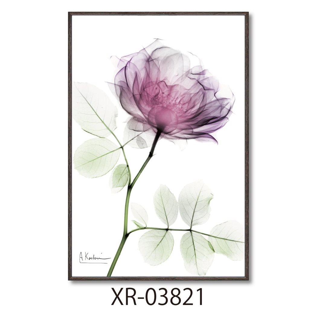 楽天市場】【ポイント10倍 & クーポン！】アルバート クーツィール