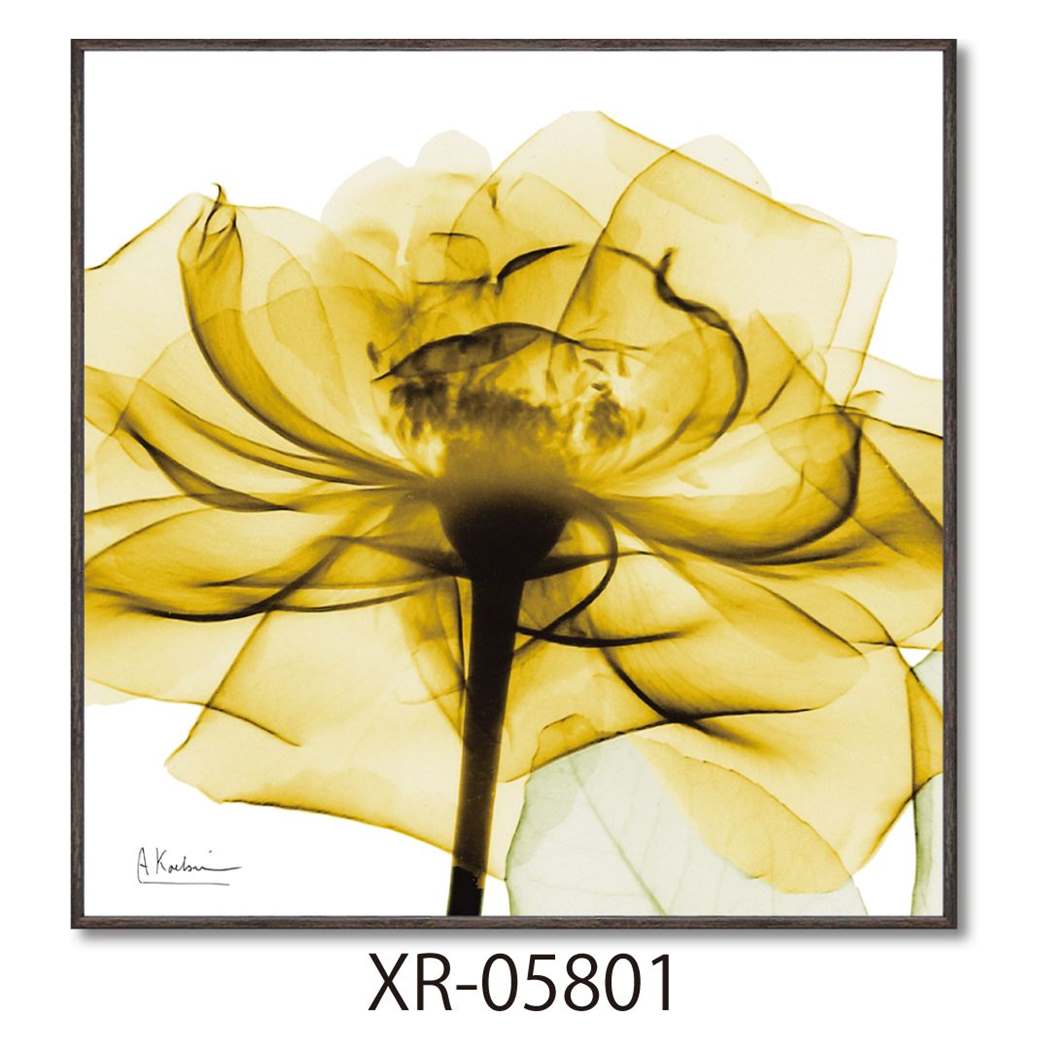 楽天市場】【ポイント10倍 & クーポン！】アルバート クーツィール