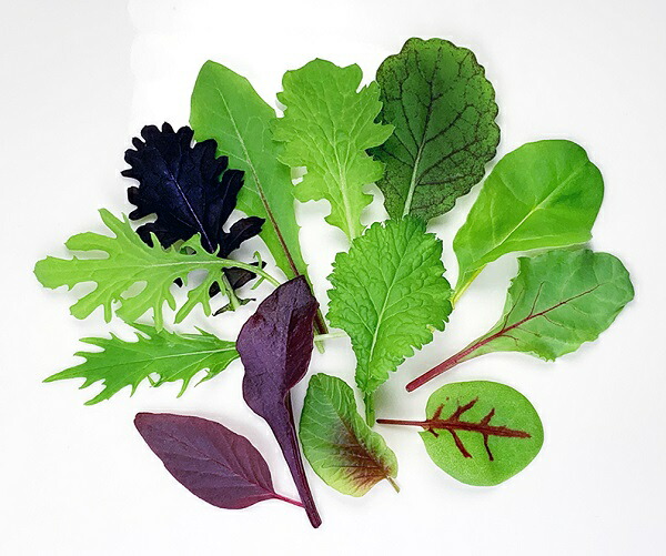 楽天市場】マイクロピノグリーン 1PAC（約15g）【久保田農園 福岡県産