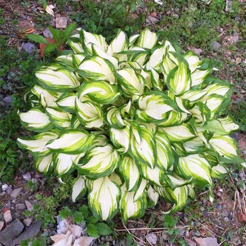 花 観葉植物 金縁 葉 寒さに強い 耐乾性 グランドカバー 花壇 多年生植物 鉢植え 5,676円
