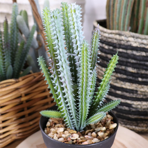 楽天市場 ユーフォルビアポット ファイクプランツ サボテン 観葉植物 造花 人工観葉植物 フェイクグリーン 開店祝い 引越し祝い ギフト かわいい おしゃれ ツリーハウス ガーデン雑貨 Diy