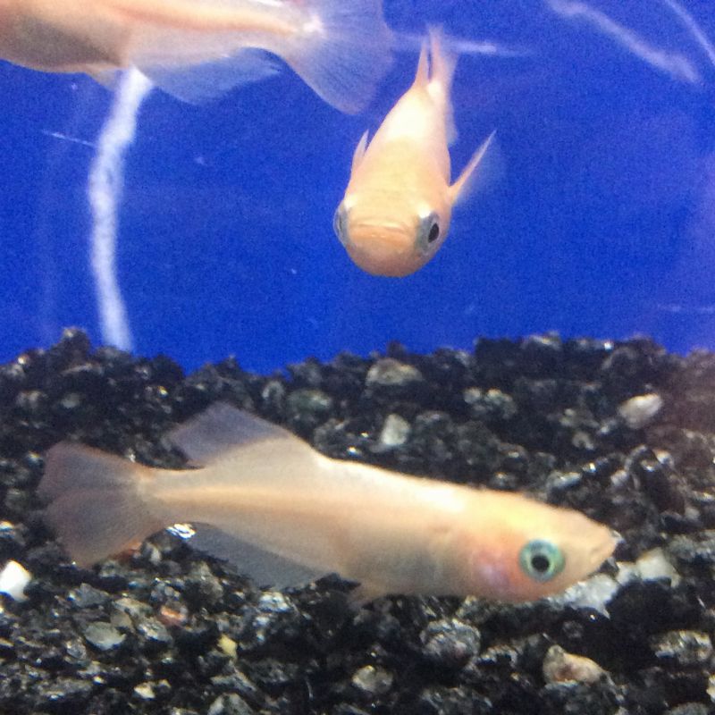 楽天市場 コスモスメダカ ピンク色 ４匹 秋桜めだか 埼玉産 東天光のピンク光 観賞魚 飼育 金魚めだかのらん丸