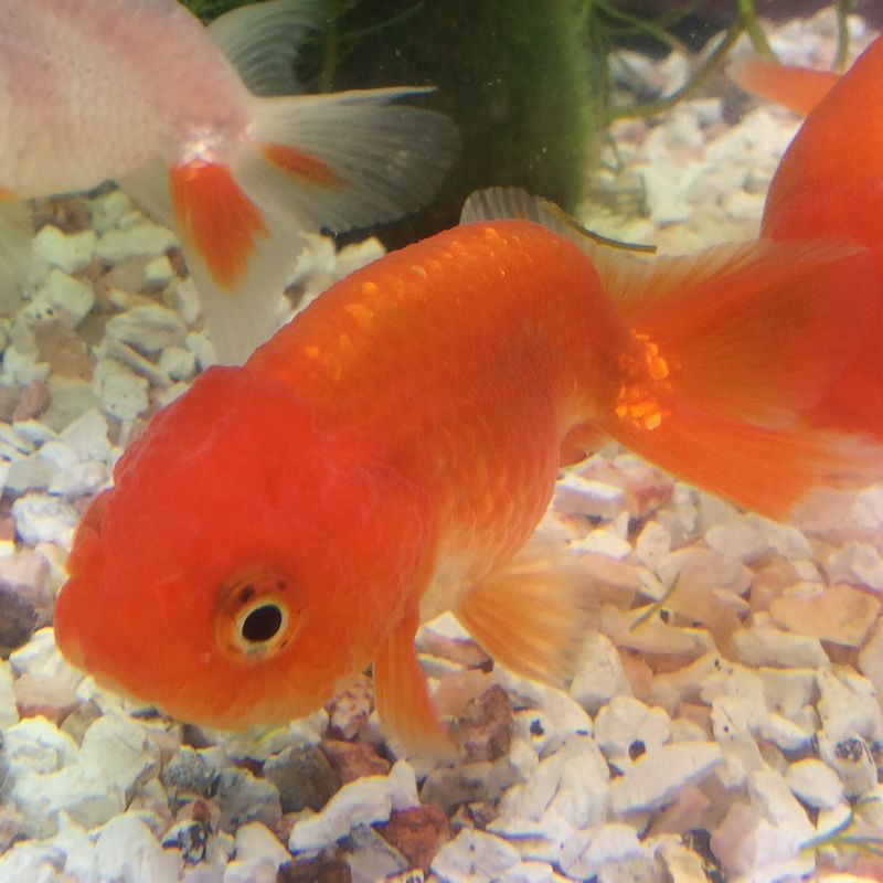 楽天市場 国産 らんちゅう 約６cm前後 ２匹セット ランチュウ 金魚 生体 埼玉産 赤 金魚めだかのらん丸