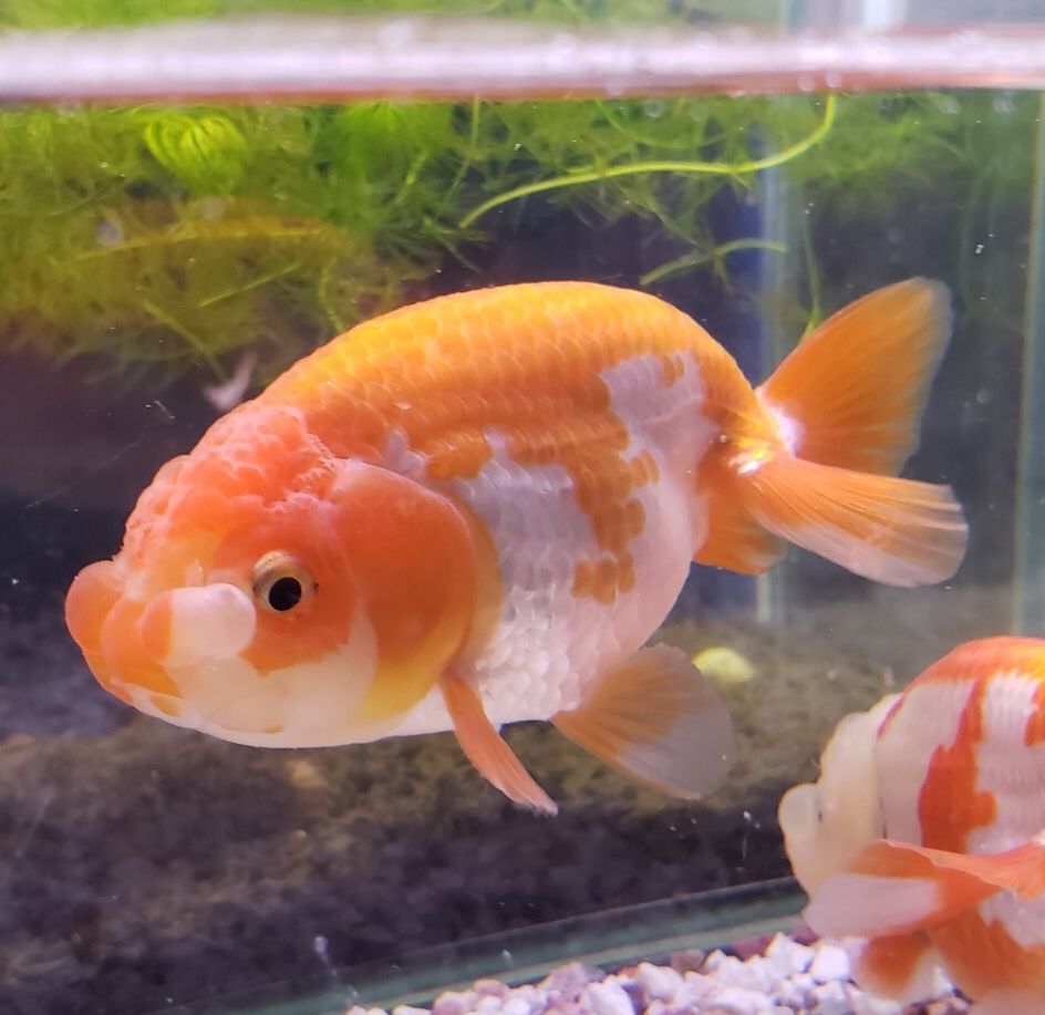 楽天市場 らんちゅう ２歳 約１０ｃｍ前後 1匹 金魚 生体 ランチュウ 埼玉産 赤 更紗 ミルク 金魚めだかのらん丸