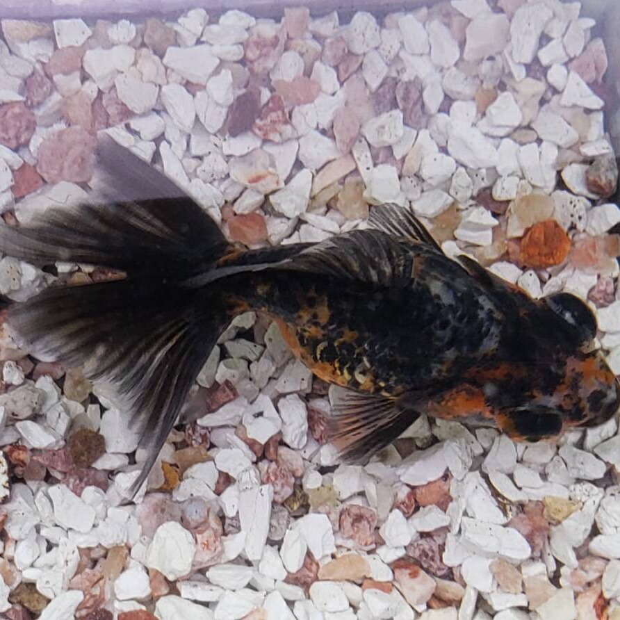 楽天市場 蝶尾 訳あり ７から８ｃｍ 3匹 金魚生体 志村養魚場産 埼玉産 キャリコ 出目金 珍しい 金魚めだかのらん丸