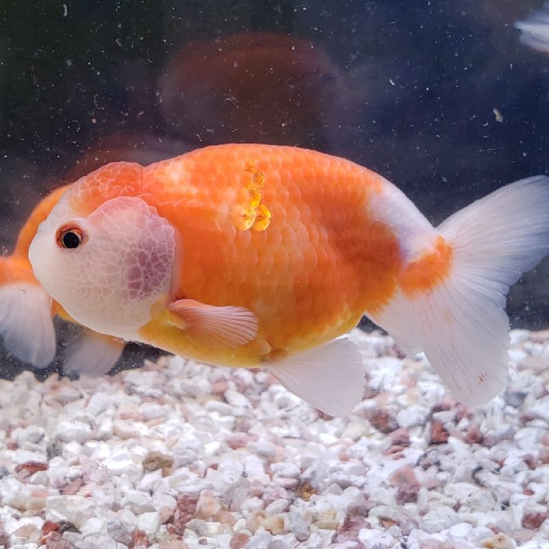 楽天市場 桜錦 赤 更紗 １０ｃｍ前後 １匹 金魚 生体 志村養魚場産 淡水 赤 更紗 らんちゅう型 埼玉産 観賞魚 金魚めだかのらん丸