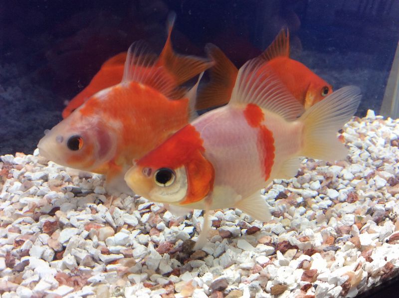 楽天市場 福ダルマ 6から7cm前後 3匹 金魚 生体 埼玉産 赤 更紗 淡水 観賞魚 金魚めだかのらん丸 楽天市場 福ダルマ 6から7cm前後 3匹 金魚 生体 埼玉産 赤 更紗 淡水 観賞魚 金魚めだかのらん丸