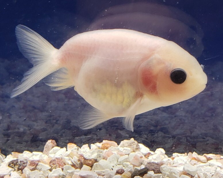 楽天市場 ミルク江戸錦 ６から８ｃｍ 1匹 変わり柄 稀少 珍しい 白 金魚 生体 埼玉産 金魚めだかのらん丸