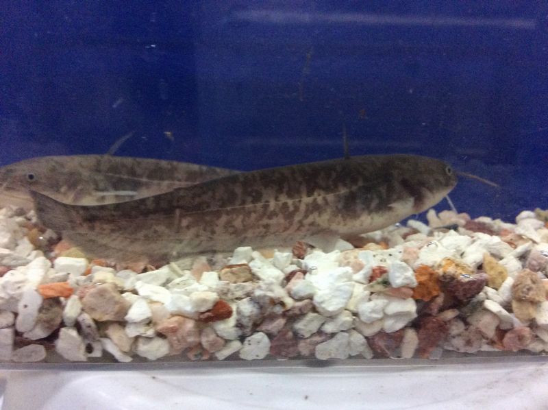 楽天市場 ナマズ ８から１０ｃｍ前後 １匹 なまず 生体 淡水魚 埼玉産 養殖 金魚めだかのらん丸