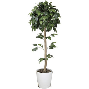 《アートグリーン》《人工観葉植物》光触媒　光の楽園　ベンジャミントピアリ&mdash;１．５｜クローバープレイン