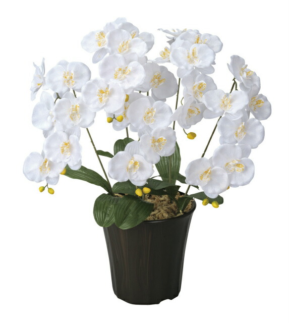 楽天市場】光触媒 造花光の楽園 クイーン胡蝶蘭5本立W/AB【ラッピング