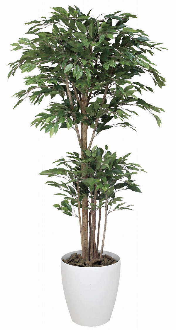 最安 楽天市場 アートグリーン 人工観葉植物 光触媒 光の楽園 トロピカルベンジャミン１ ６ クローバープレイン 新しい到着 Lexusoman Com