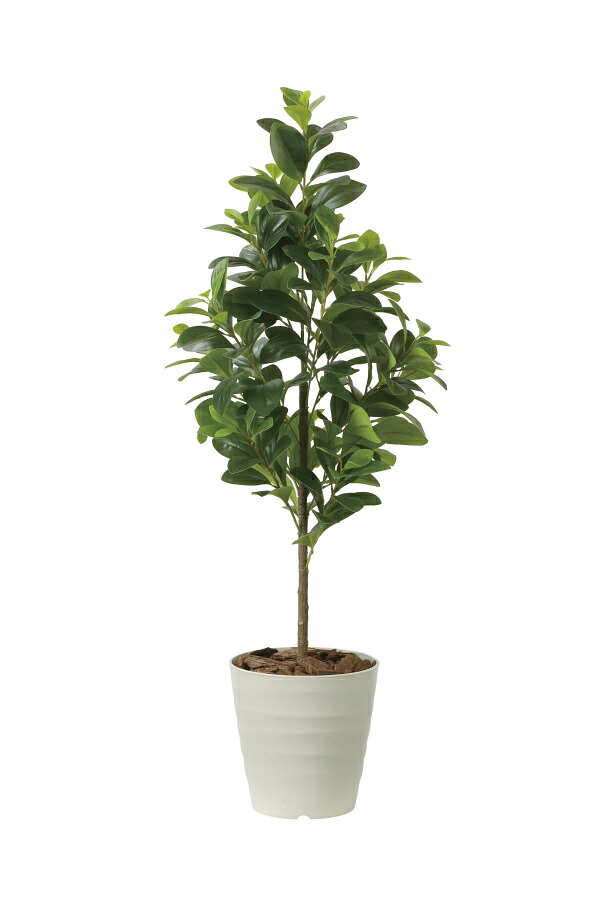 《アートグリーン》《人工観葉植物》光触媒 光の楽園 フレッシュマネーツリー1.15|クローバープレイン