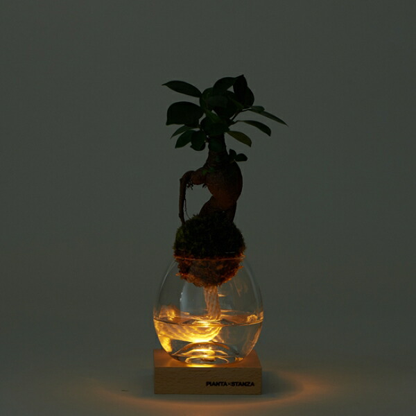 楽天市場 Pianta Stanza ピアンタスタンツァ トーチ S 苔玉のみ ガジュマル Upstairs Outdoor Living