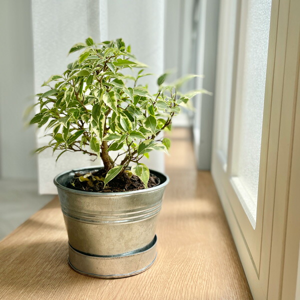 お買い得！SALE！不揃い商品 浅鉢11個21cm位 C （素敵お花の陶器