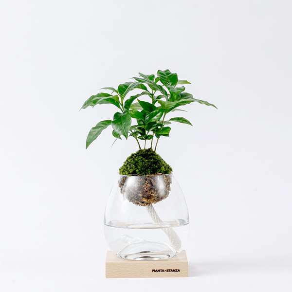 限定価格セール短納期のピアンタスタンツァ Pianta Stanza ピアンタスタンツァ トーチ 観葉植物 コーヒーの木 苔玉 コケダマ フラワーベース M ライト 間接照明 おしゃれ ルーム インテリアグリーン 観葉植物 飾り ボタニカルキャンドル 癒し Led Pianta Stanza ピアンタ