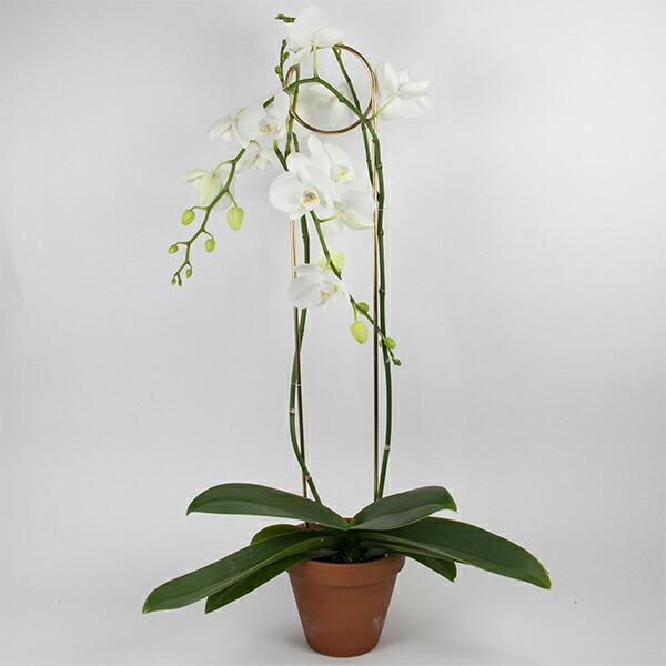 Botanopia ボタノピア つる用サポート ブラス 1個植物支柱 植物用支柱 植物サポート 園芸支柱 植物用くい 杭 誘引 支え 支柱立て チェーン チェーン支柱 長さ調整 つる性植物 園芸 真鍮 ゴールド ガーデニング用品 インテリア 海外雑貨 Upstairs Outdoor Living 植物