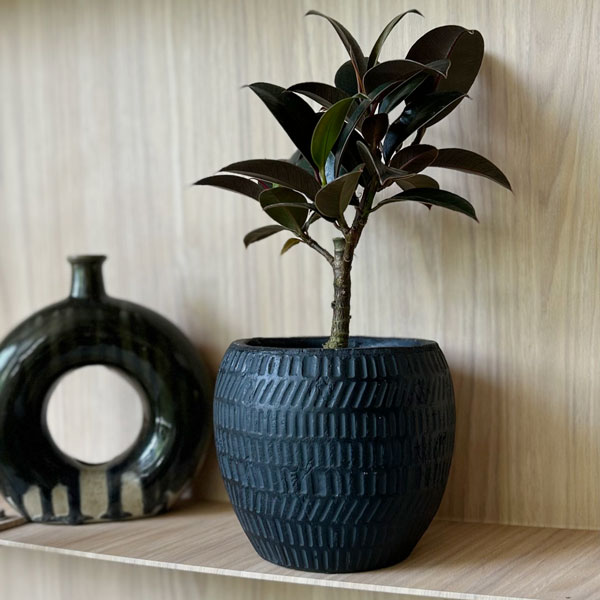 アデナンサス　ルーラタン　5号鉢　オージープランツ 希少 アデナンサス ルーラ タン ふわふわ系 地植え シンボルツリー