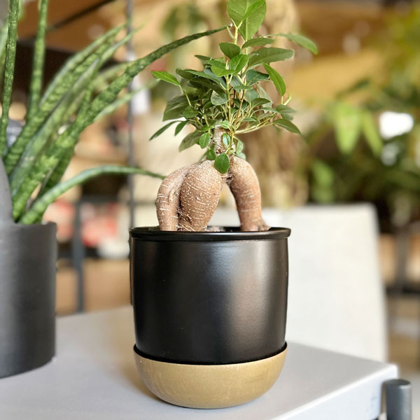 楽天市場】BLACK PLASTIC POT【CYLINDER LOW TYPE】20cm×8cm 黒