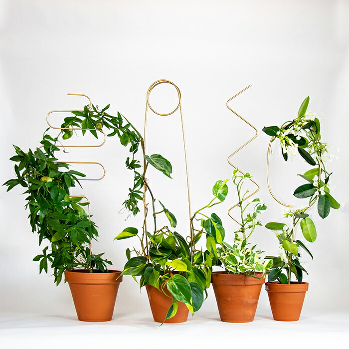 Amazon.co.jp: 植物支柱 牡丹ケージのサポートステークリングの