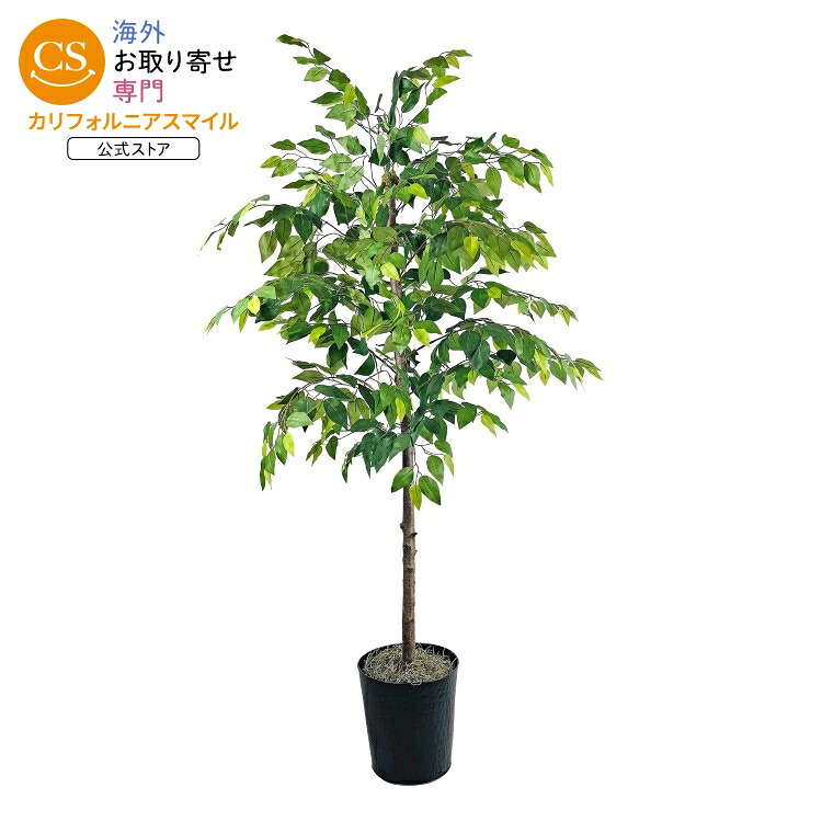 新商いもの特集｜外国での新着個条続々入荷中！