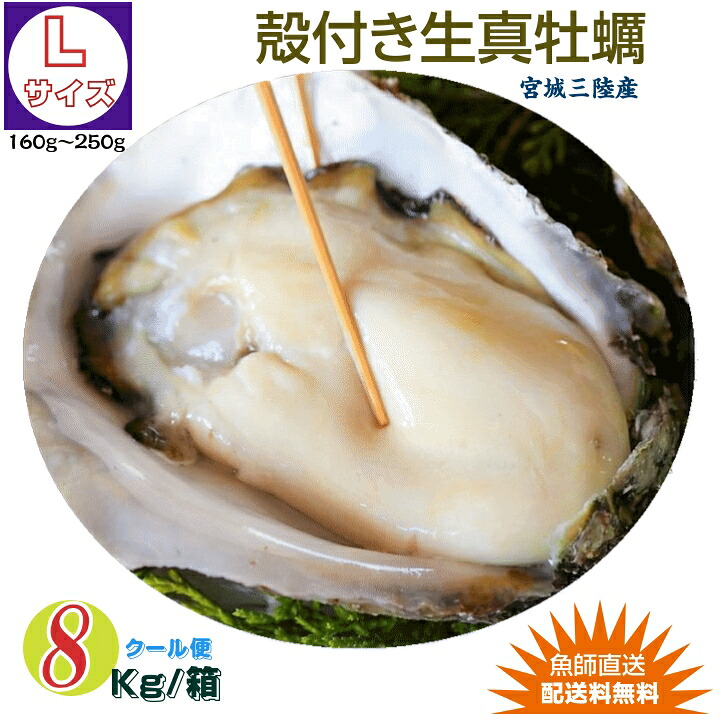 牡蠣 宮城県三陸・牡鹿半島産 殻付き生牡蠣 Lサイズ 8kg /箱 産地直送 送料無料｜こだわりフード