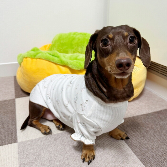 ⭐︎ ALPHAICONアルファアイコンおパジャマ⭐︎1XL アルファアイコン1XLおパジャマ | doggoodsshop JACKGAIN