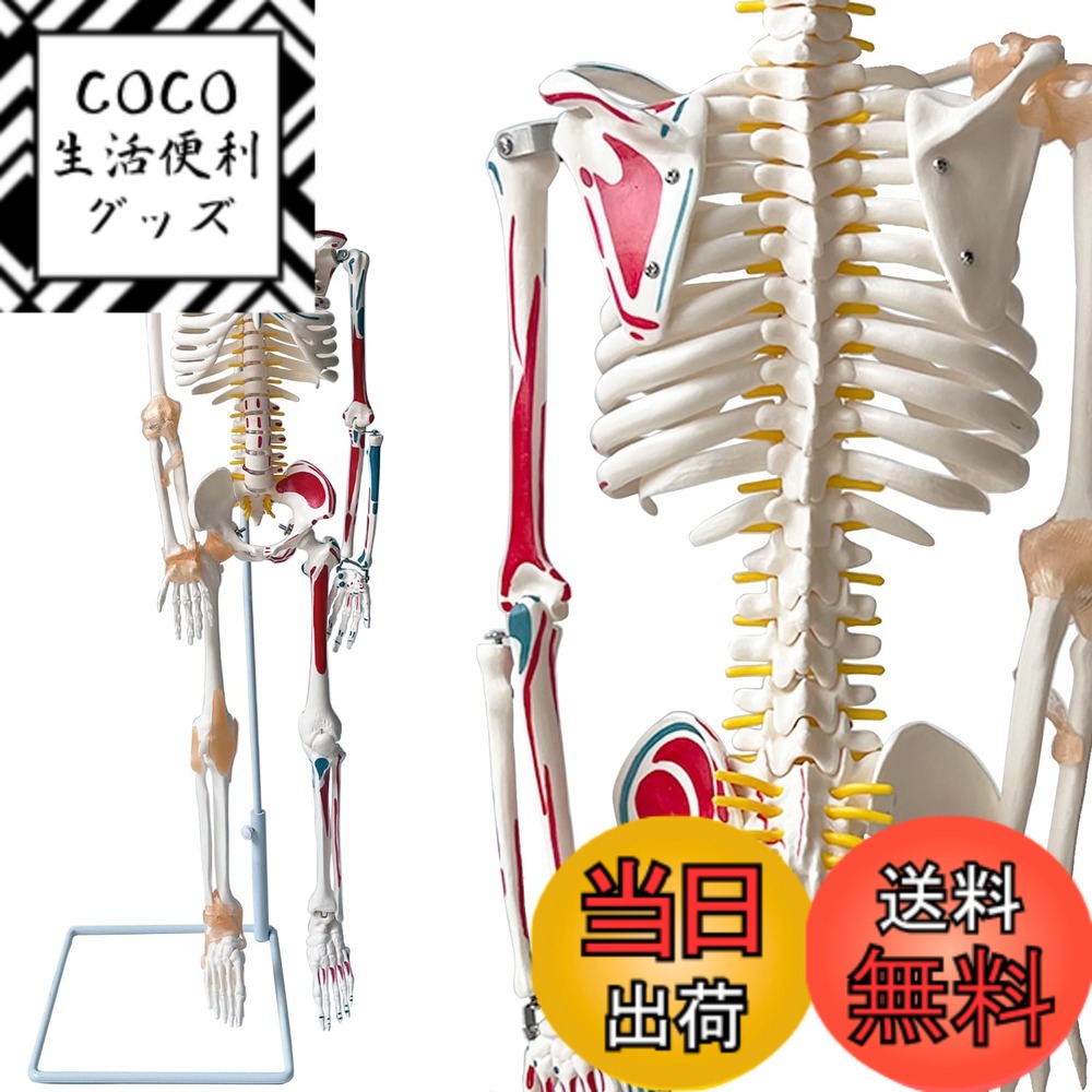 【送料無料】timiland 人体骨格模型 人体模型