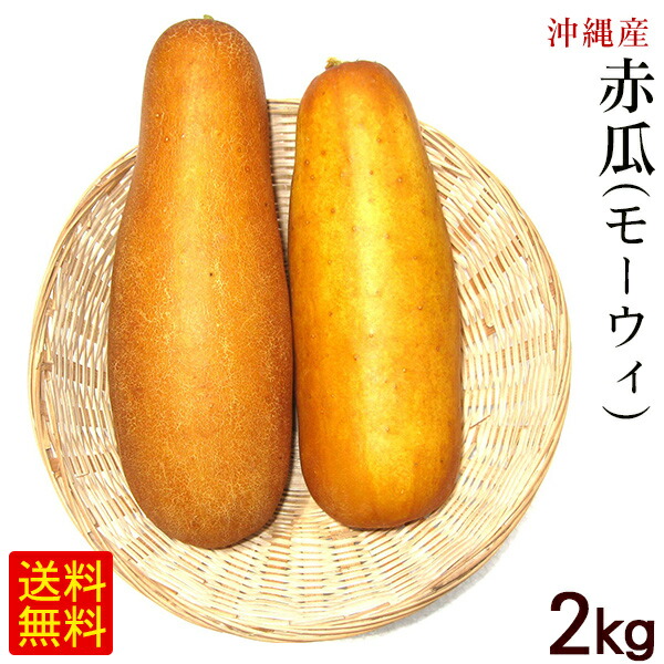 楽天市場 沖縄産 赤瓜 モーウィ 2kg 沖縄野菜 モウイ モーイ 沖縄通販 ここち琉球