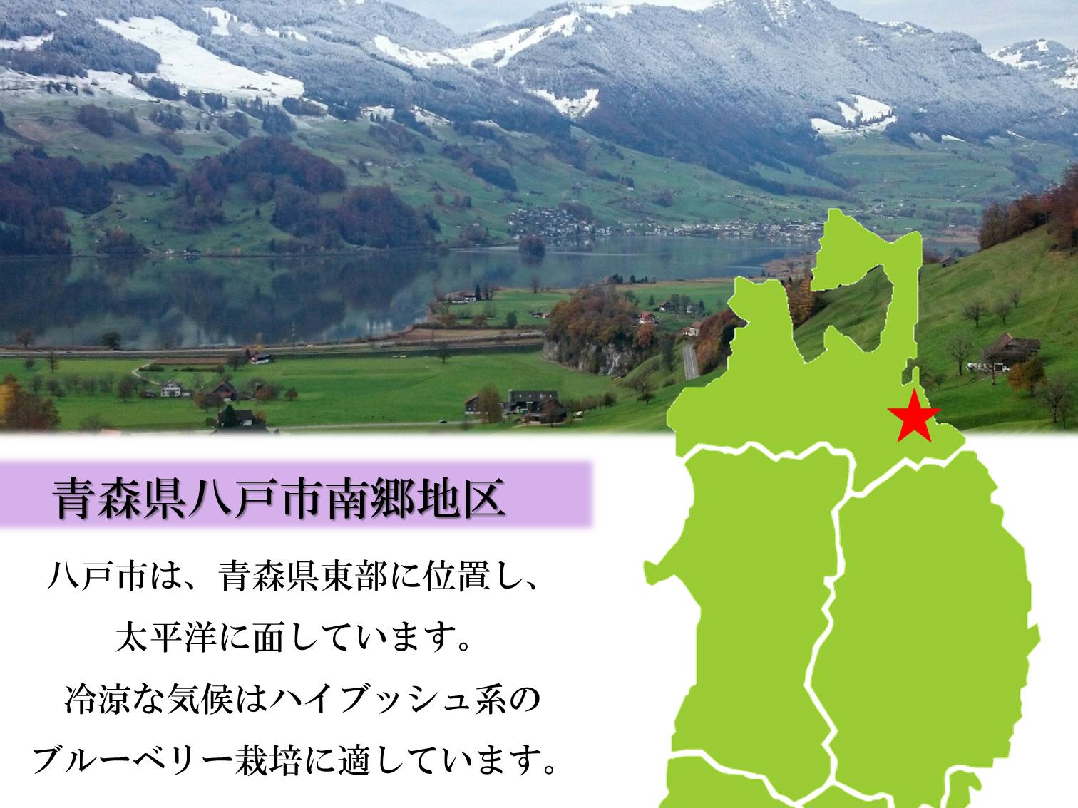 古今東北 ぽってりまるごとブルーベリー 青森県八戸市産ブルーベリー使用 青森 シロップ漬け 八戸 古今東北 ぽってりまるごとブルーベリー 青森県八戸市産ブルーベリー使用 青森 シロップ漬け 八戸
