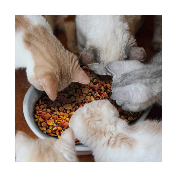 トーラス:歯垢トルトル 歯みがきラクヤー 愛猫用 25g 4512063151293 ペット 猫 歯 はみがき ハミガキ 歯みがき デンタル  【後払い手数料無料】