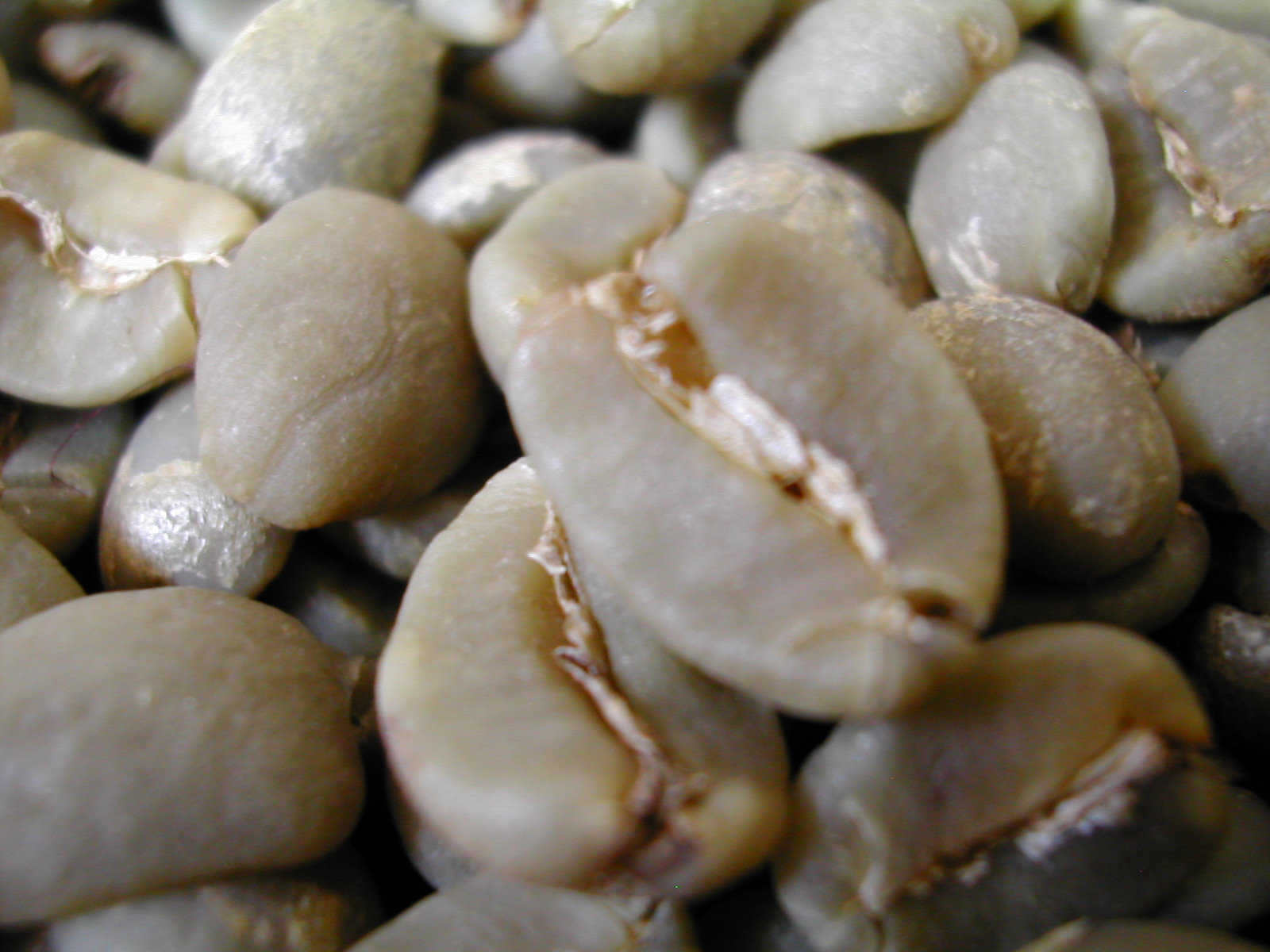 inochi_nekko】コーヒー生豆3種類セット！ ※送料無料 三本珈琲