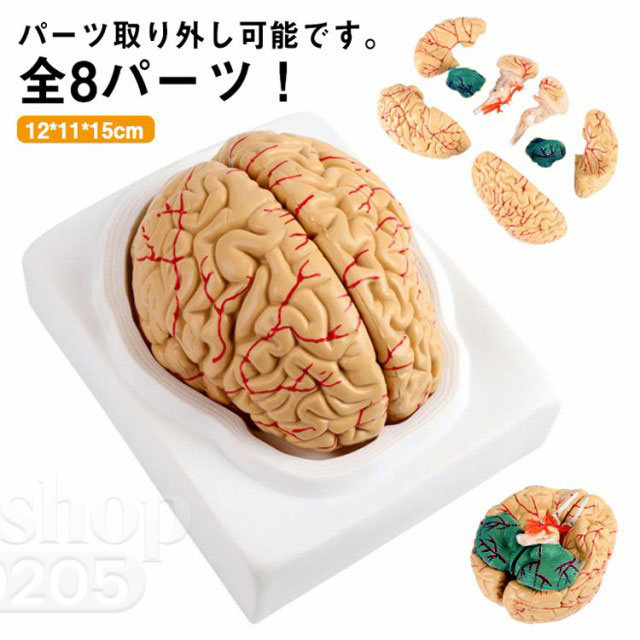 脳 ひな形 人身ひな形 脳生体解剖ひな形 脳ひな形 全8部分品取りはずし能力のある 図鑑 学びとる 刀圭 生体解剖 脳みそ 断面 野ざらし 頭脳 脳ひな形 立体 取り合わせ 高性能 診療 断面図 修する お医者さん 刀圭生 神経学 取り調べる 学びとる 取りはずし能力のある
