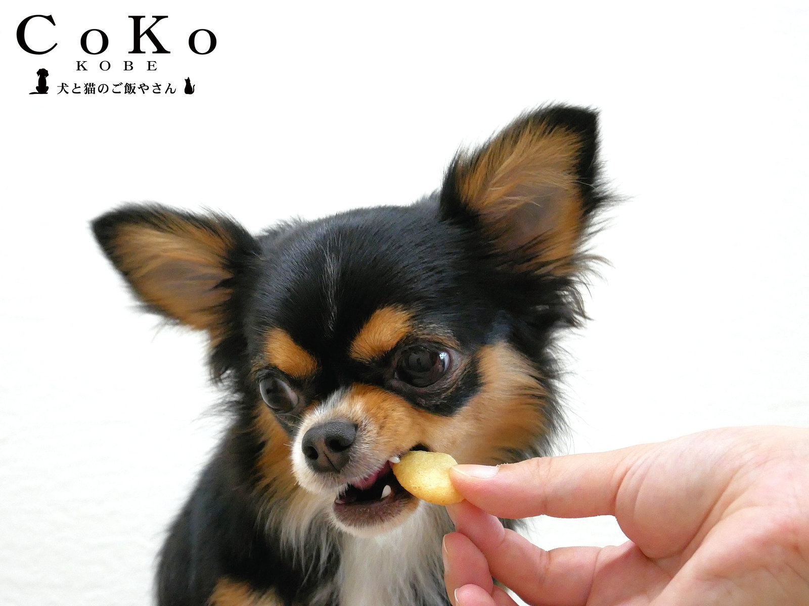 楽天市場 Cokoオリジナル 犬おやつ 豆乳カルシウムぼーろ 国産 50g Soybean Milk And Calcium Bolo For Dogs Coko犬と猫のご飯やさん