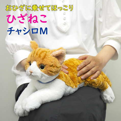 楽天市場】【サンレモン】ぬいぐるみ ひざねこ ブラックSサイズ 楽天市場】【サンレモン】ぬいぐるみ ひざねこ ブラックSサイズ