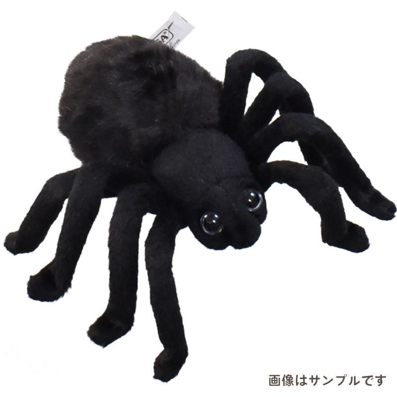 .cute!! / タランチュラ 最終♂】カーリーヘアタランチュラ ニカラグア産 LS15cm程